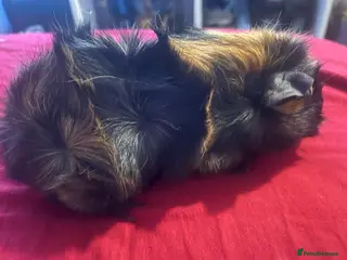 Guinea Pig rodents Female guinea pigs - Advert 9