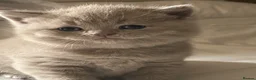 British Shorthair cats for sale: 🐾 4 British Blue kittens  🐾 - Advert 20