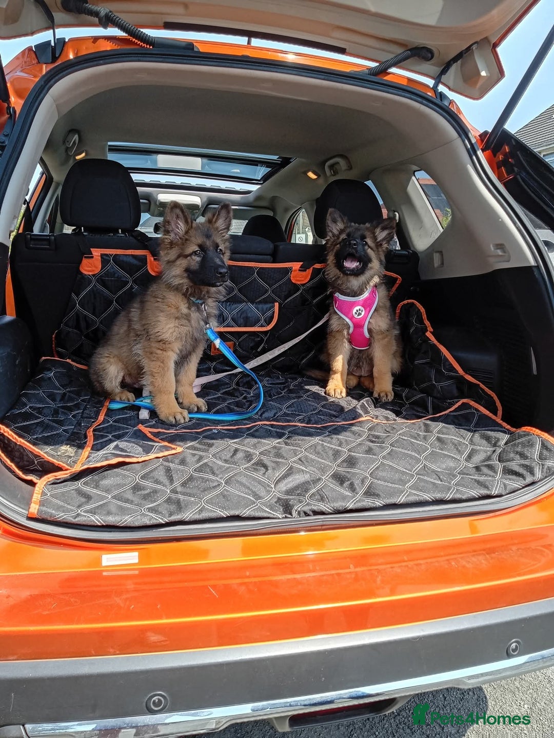 German Shepherd dogs for sale: KC REGISTERED HEALTH TESTED PARENTS READY NOW - Image 1