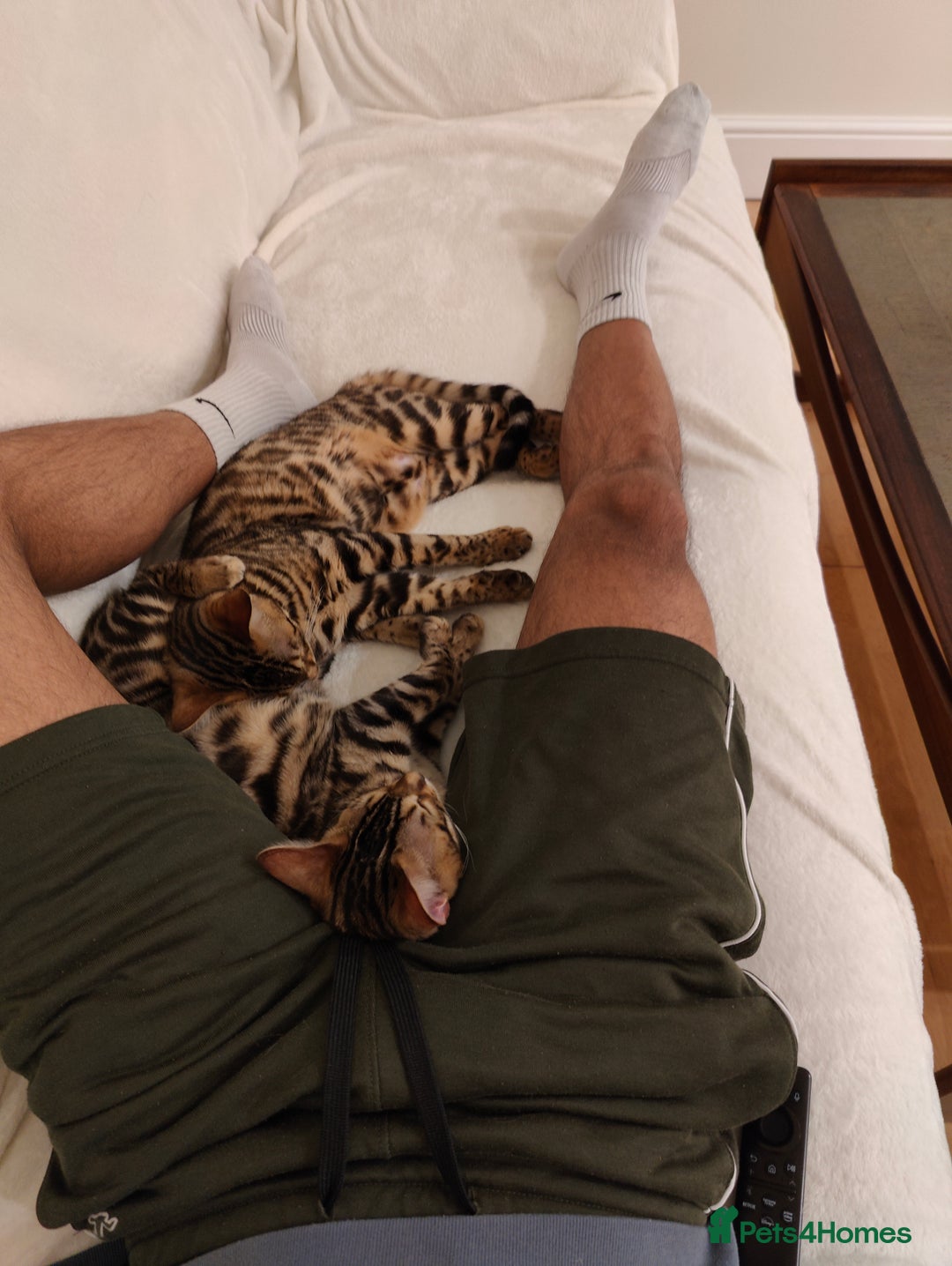 Bengal cats for sale: Bengal kittens (spayed) - Image 2