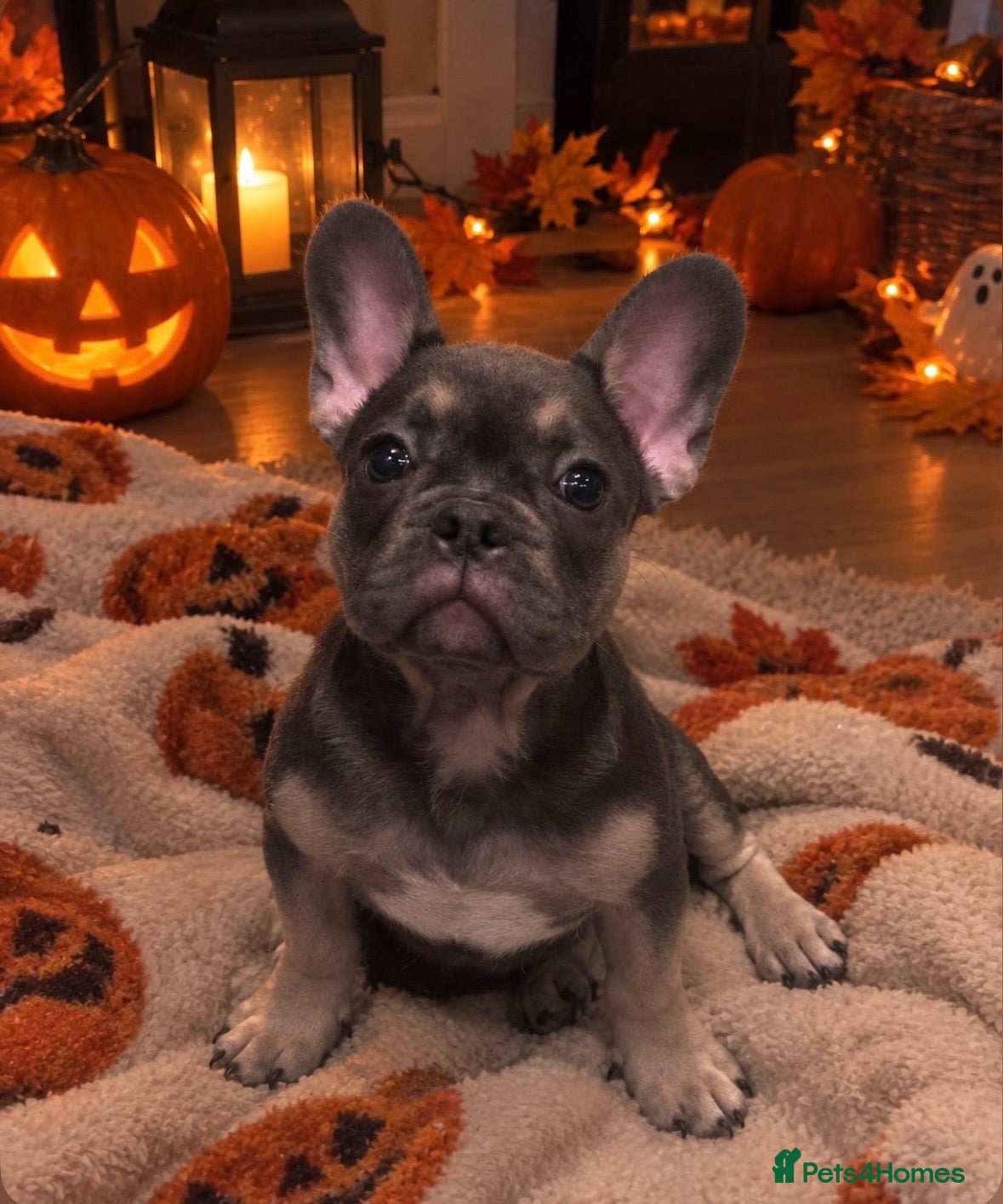 French Bulldog dogs Quality French Bulldog Puppy Last Boy - Advert 3