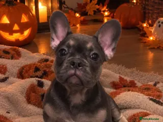 French Bulldog dogs Quality French Bulldog Puppy Last Boy - Advert 3