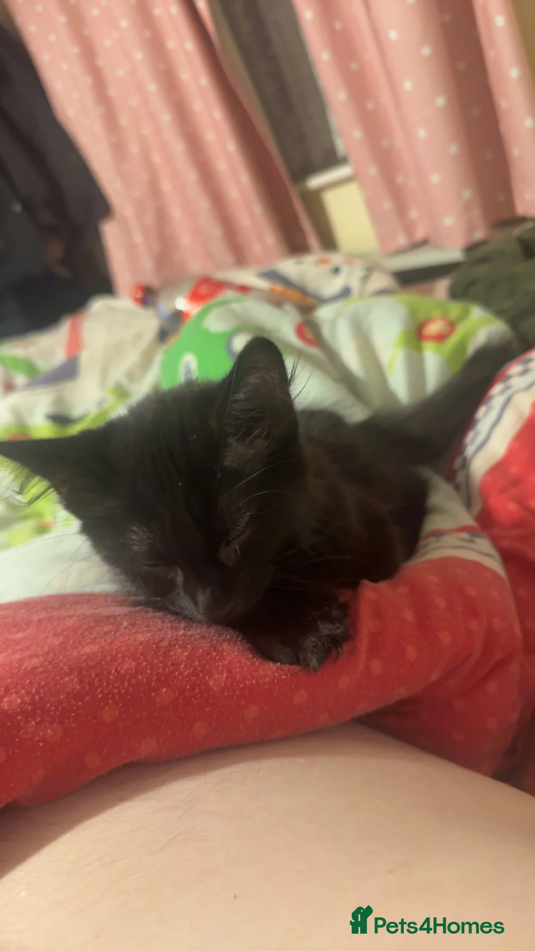 Maine Coon cats for sale: Main coon - Advert 2