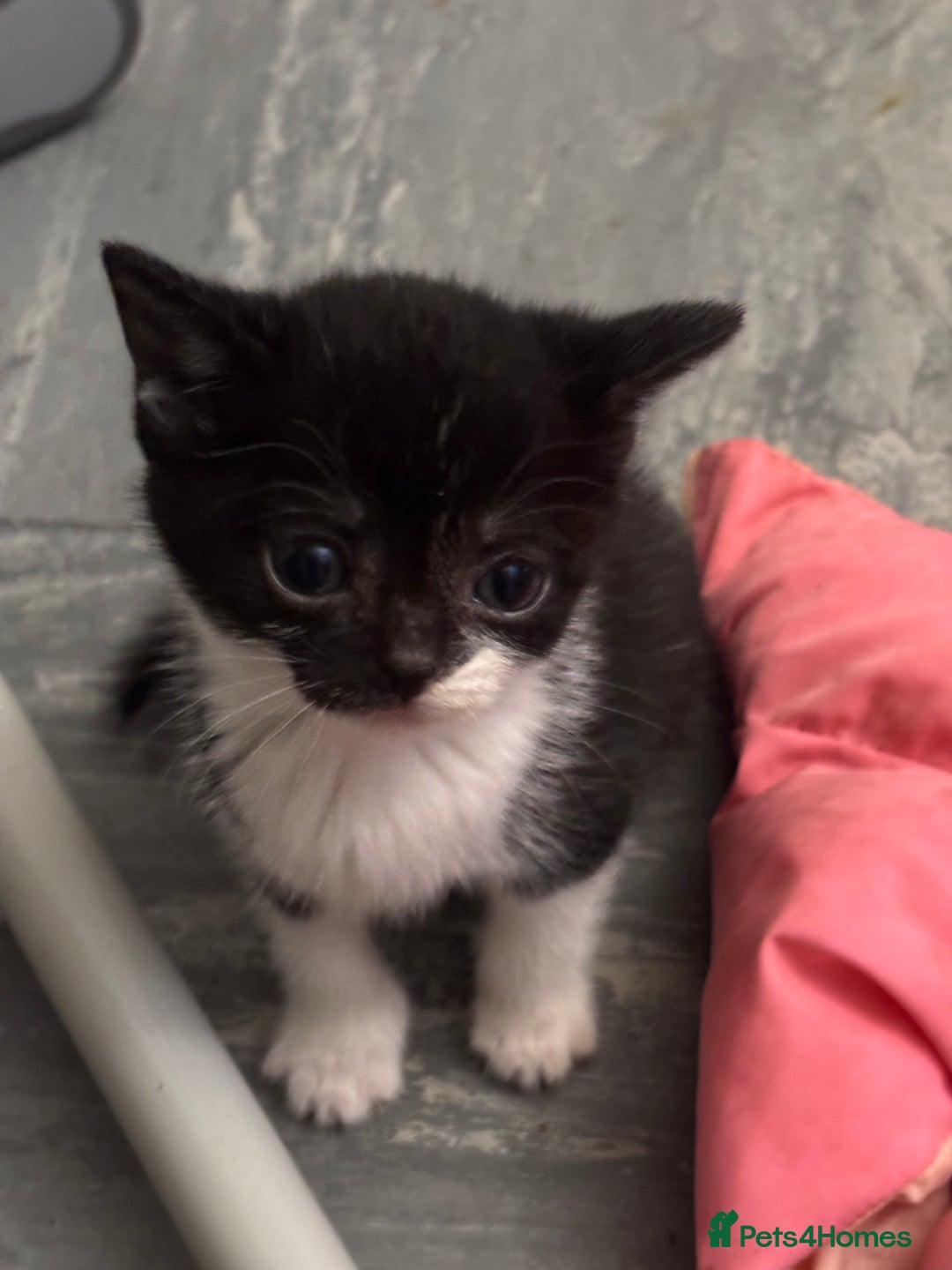 Mixed Breed cats for sale: Adorable Fluffy Kittens - Advert 2