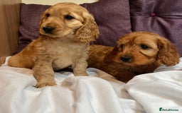 Cockapoo dogs for sale: cockapoo puppy's cv67ee - Advert 1
