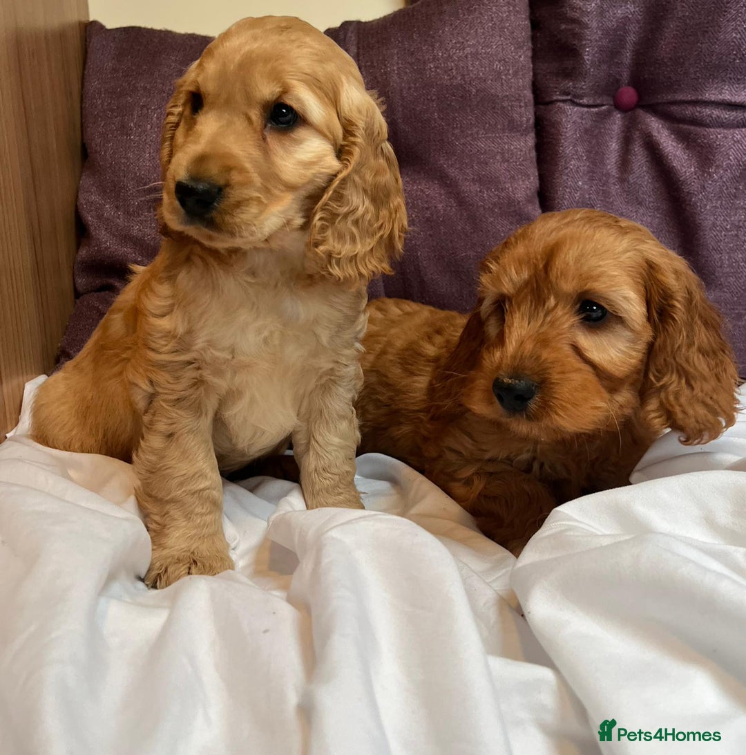 Cockapoo dogs for sale: cockapoo puppy's cv67ee - Advert 1