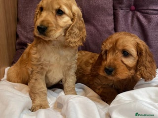 Cockapoo dogs cockapoo puppy's cv67ee - Advert 4