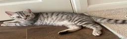 British Shorthair cats for sale: British Blue Shorthair Silver Tabby kittens - Advert 20