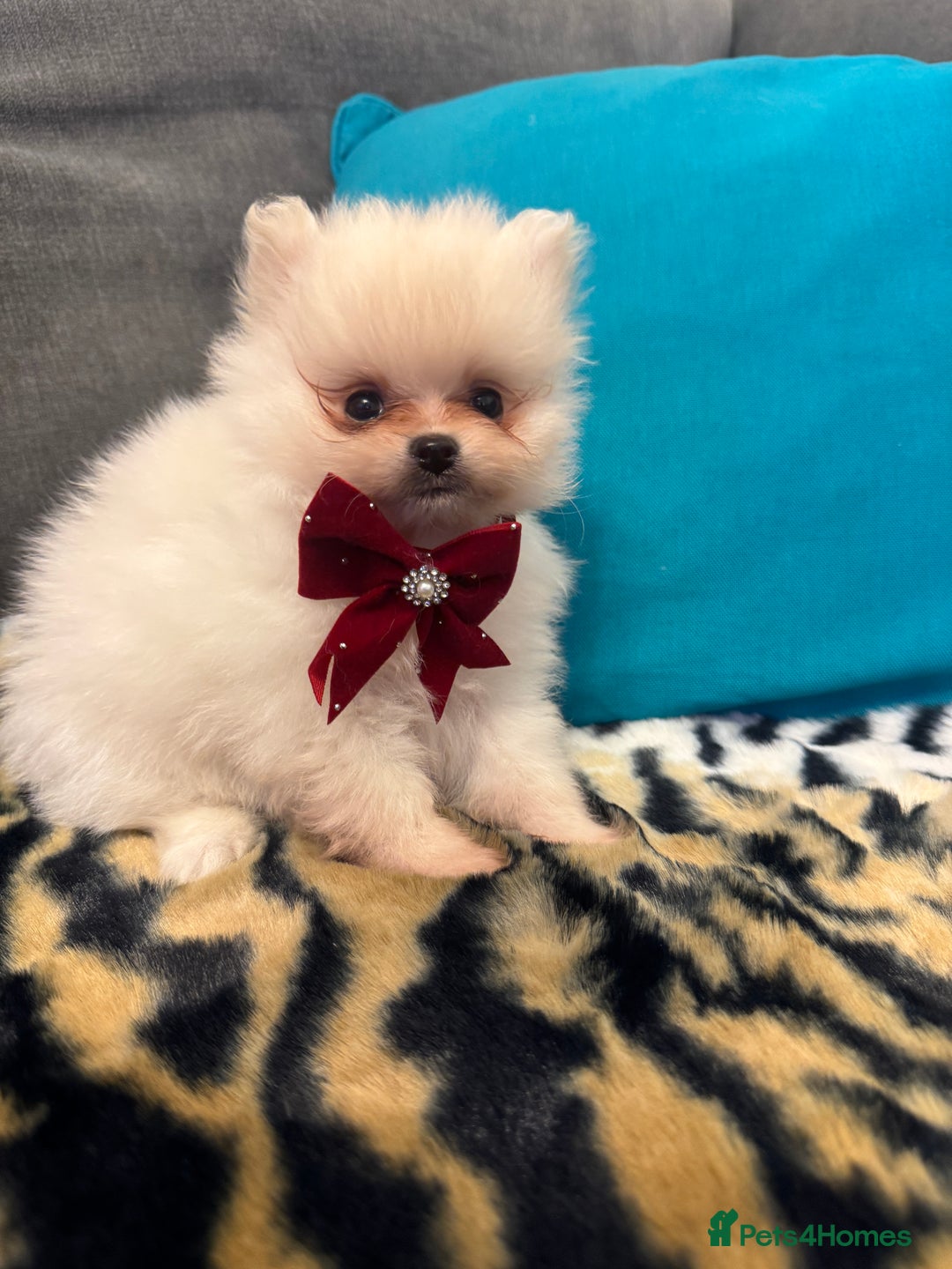Pomeranian dogs for sale: ❤️Beautiful Pomeranian puppies❤️ - Advert 22