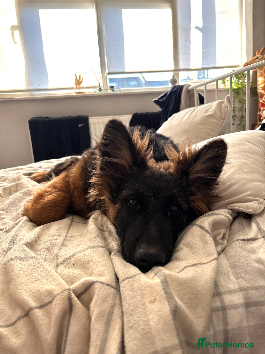 German Shepherd dogs for sale: Rehoming One-Year Old Male German Shepherd - Advert 11