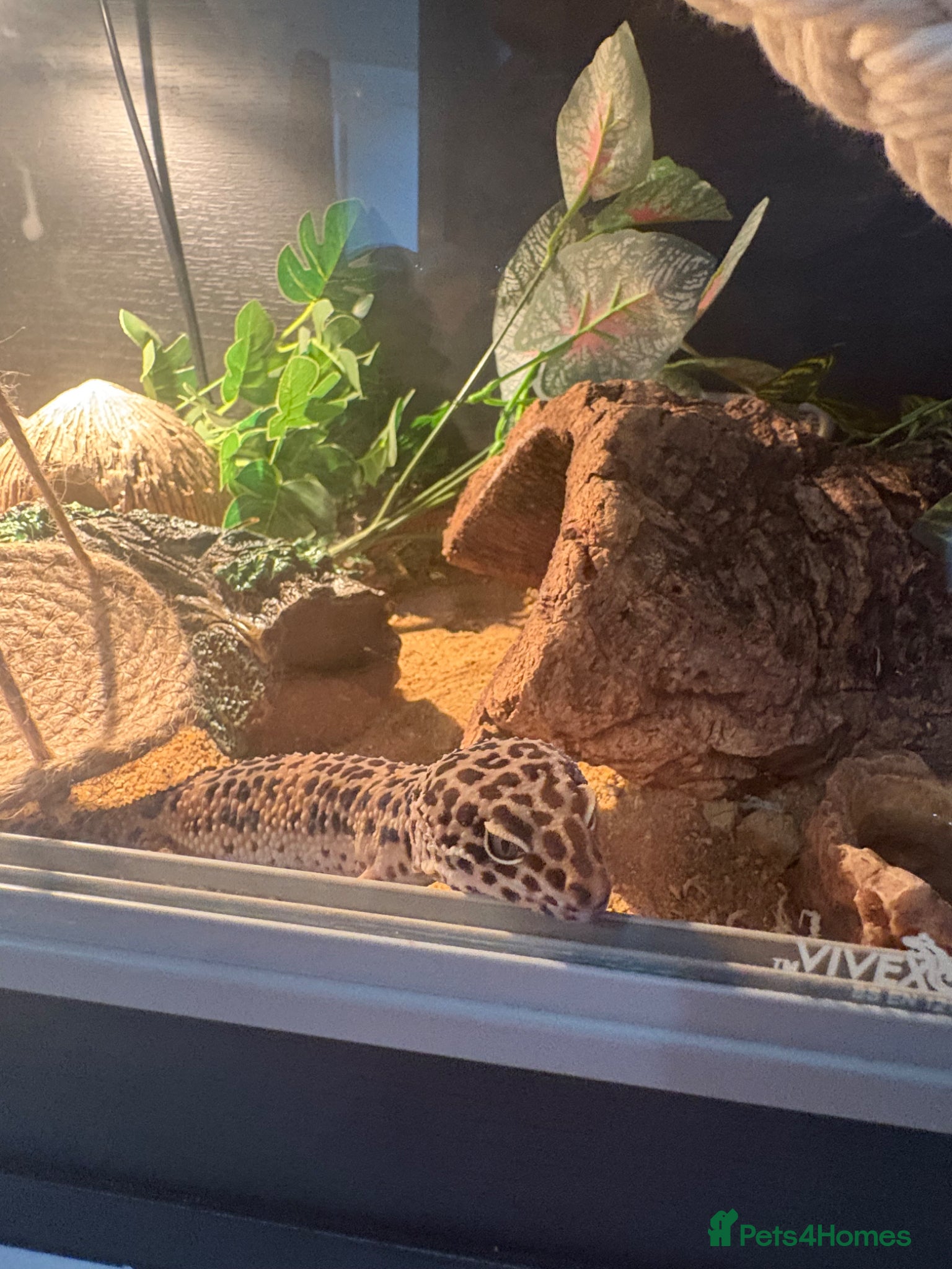 Leopard Gecko reptiles Male leopard gecko - Advert 1