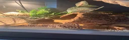 Leopard Gecko reptiles for sale: Male leopard gecko - Advert 1