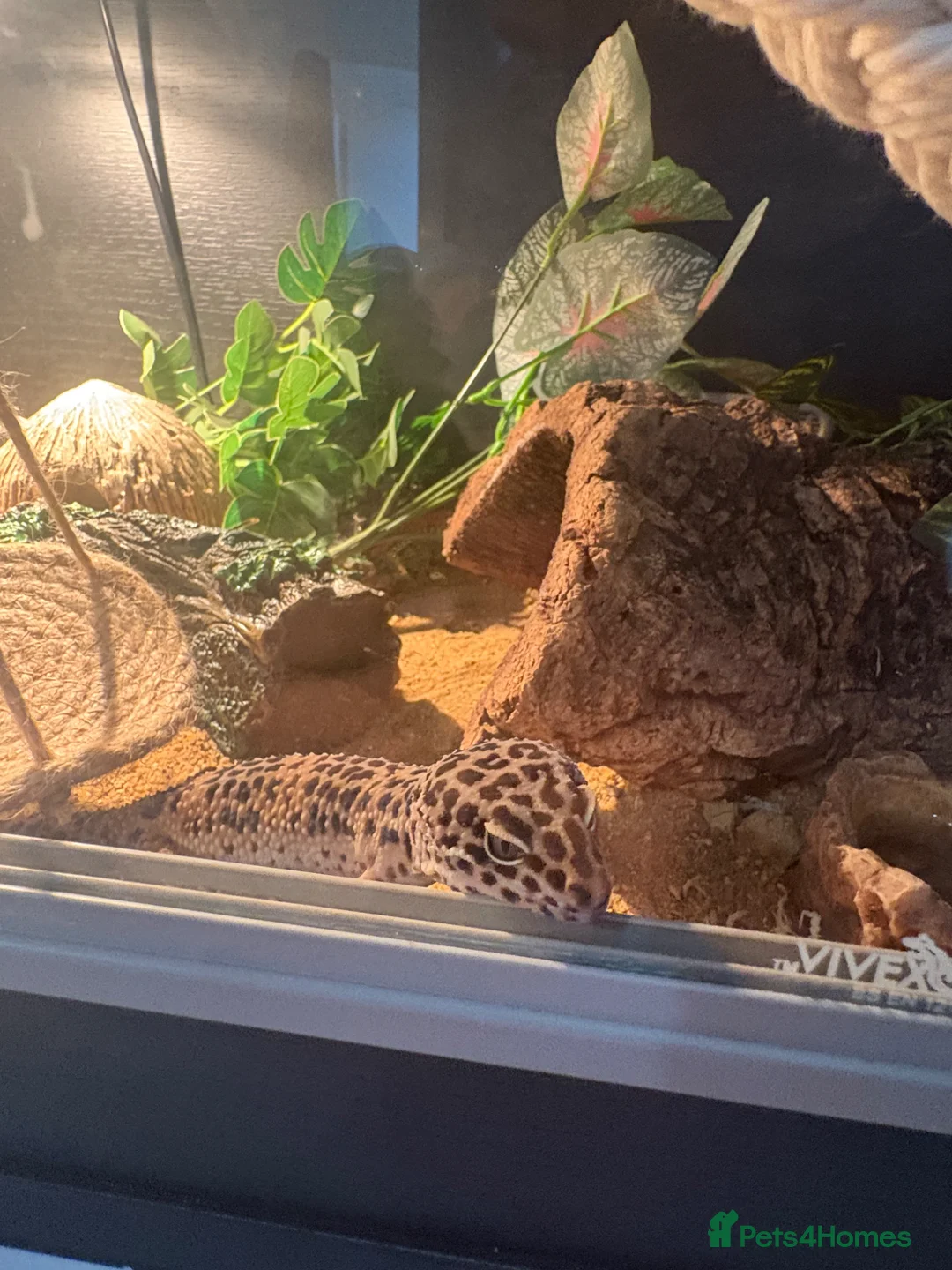 Leopard Gecko reptiles for sale: Male leopard gecko - Advert 1