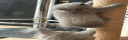 British Shorthair cats for sale: British Shorthair kittens  - Advert 6
