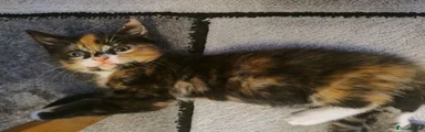 Mixed Breed 3