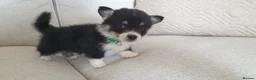 Welsh Corgi Pembroke dogs for sale: 8 Beautiful Kc Welsh Corgi puppies ready soon... - Advert 5