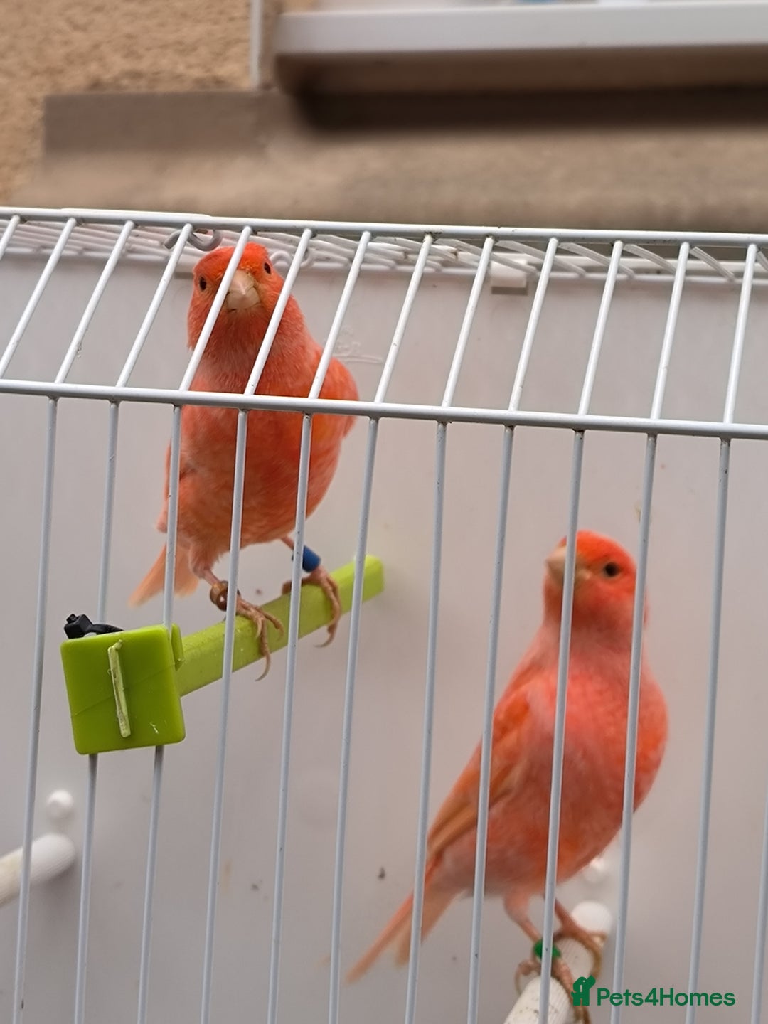 Canaries birds for sale: Beautiful red factor canaries  - Image 6