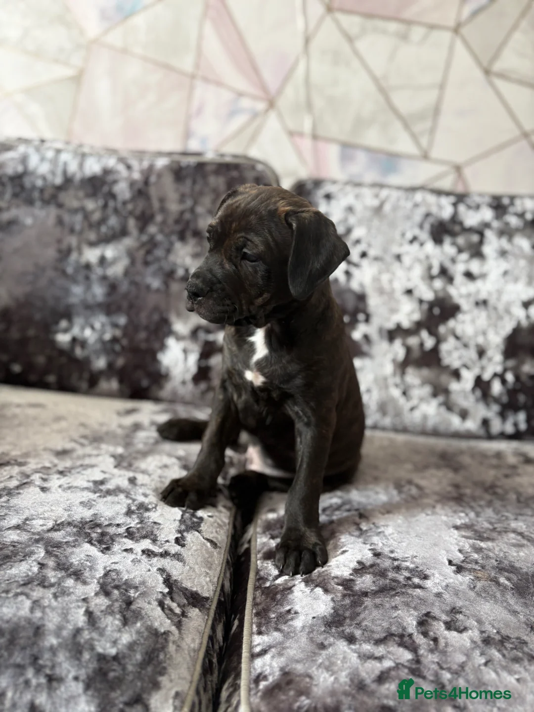 Staffordshire Bull Terrier dogs for sale: Staffordshire bull terrier puppy for sale in Spennymoor - Advert 9