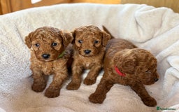 Miniature Poodle dogs for sale: Stunning KC Registered Tiny Red Miniature Poodles - Image 7