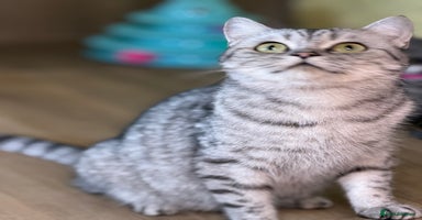 British Shorthair cats - Advert 4
