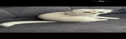 Scottish Fold cats for sale: purebred Scottish kittens - Advert 7