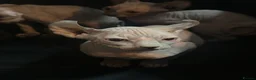 Sphynx cats for sale: Last unique split face girl with elf ears!💛 - Advert 36