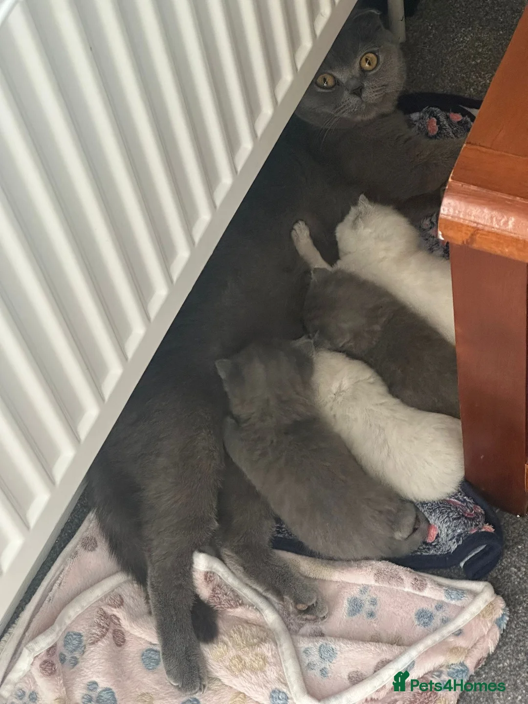 Scottish Fold cats for sale: Scottish fold cross British short hair  in Luton - Advert 1
