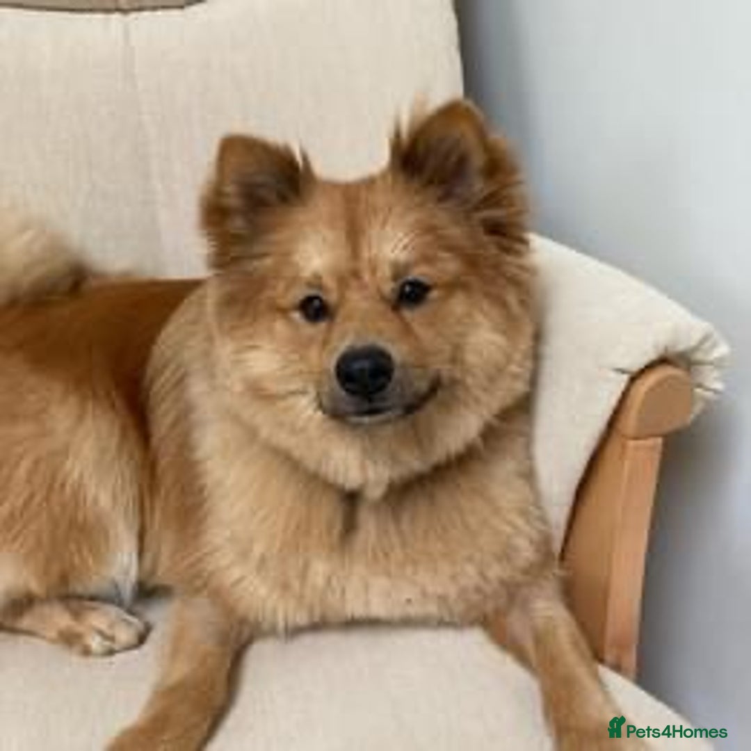 Mixed Breed dogs for sale: Playful 5-Year-Old Pomspitz Looking for a New Home - Image 9