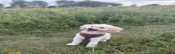 Miniature Poodle dogs for sale: Miniature poodle  - Advert 2