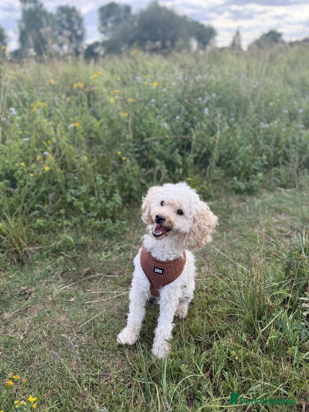 Miniature Poodle dogs for sale: Miniature poodle  - Advert 2