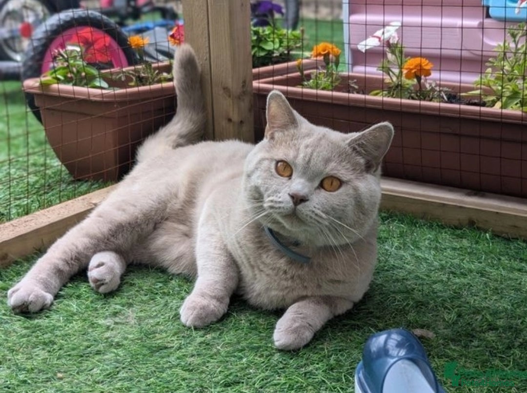 British Shorthair cats for sale: British Shorthair Kittens  - Image 17