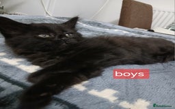 Mixed Breed cats for sale: Beautiful  kitten for sale  - Image 12