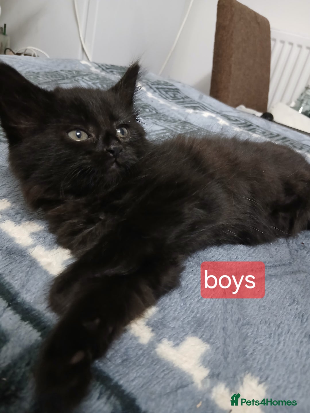 Mixed Breed cats for sale: Beautiful  kitten for sale  - Image 12