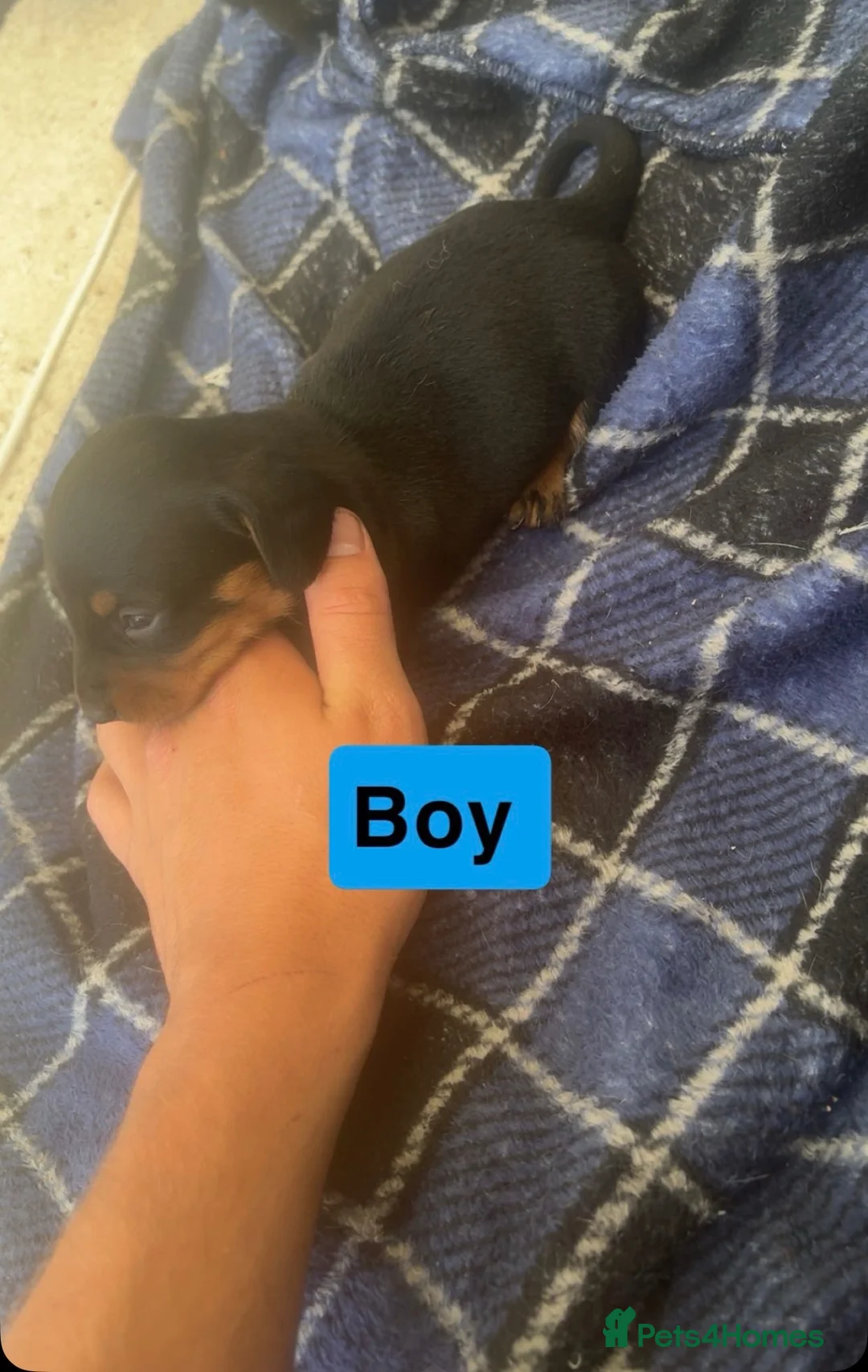 Dachshund dogs for sale: Dachound pups miniature  in Newark - Advert 5