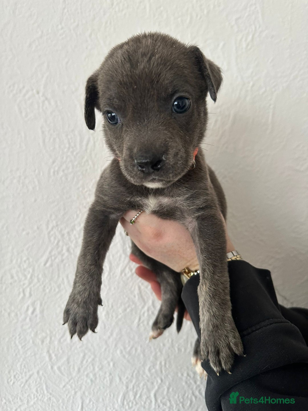 Mixed Breed dogs for sale: Cane corso x alpha blue bulldog puppies  - Advert 13