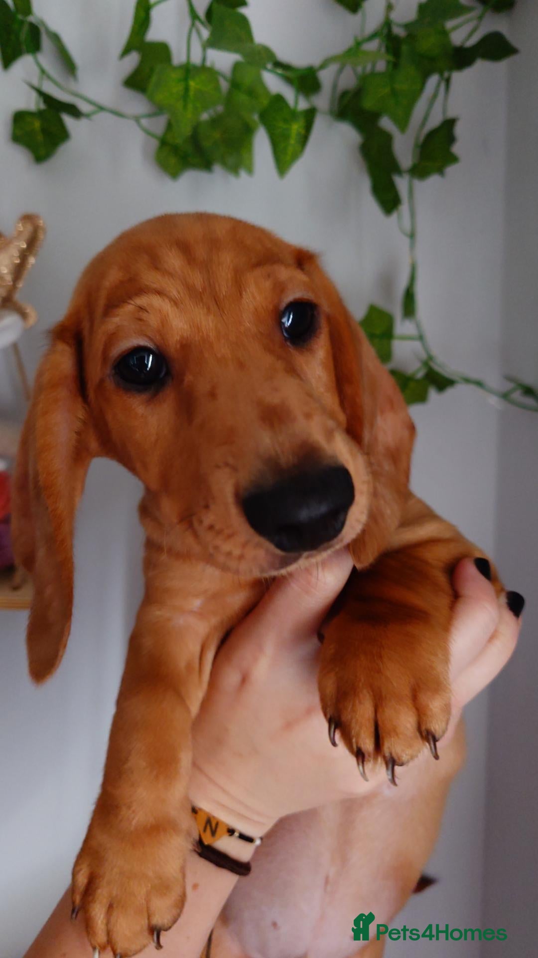 Miniature Dachshund dogs Beautiful Miniature Puppy Dachsung  - Advert 2