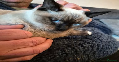 Snowshoe cats Very rare Pedigree Snowshoe kittens ready to go   - Advert 14