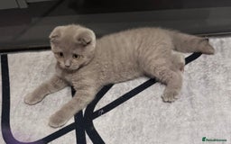 Scottish Fold cats for sale: Scotish kitten  - Image 6