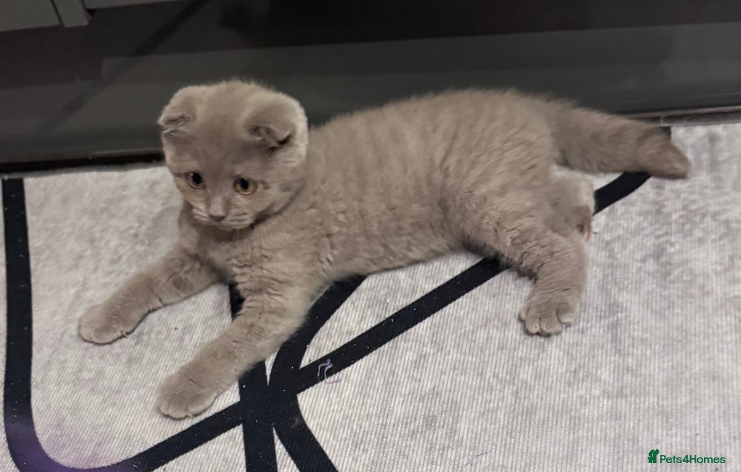 Scottish Fold cats for sale: Scotish kitten  - Image 6