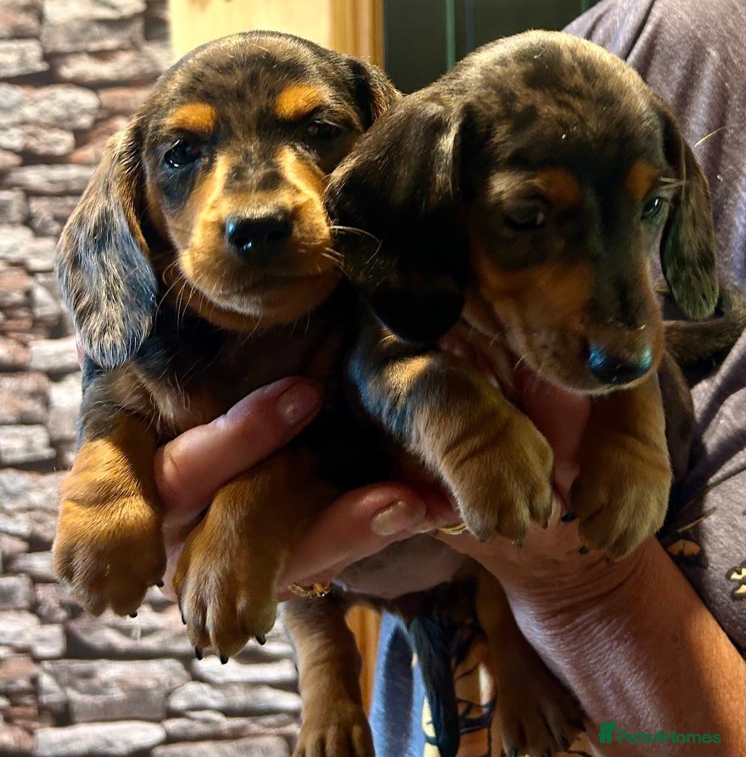 Miniature Dachshund dogs for sale: Stunning Miniature Smooth Dachshunds - Image 7