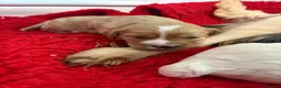 Cavapoo dogs for sale: F1 Beautiful cavapoo puppies Health tested parents - Advert 5