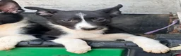 Border Collie dogs for sale:  4 beautiful border collie pups  - Advert 13