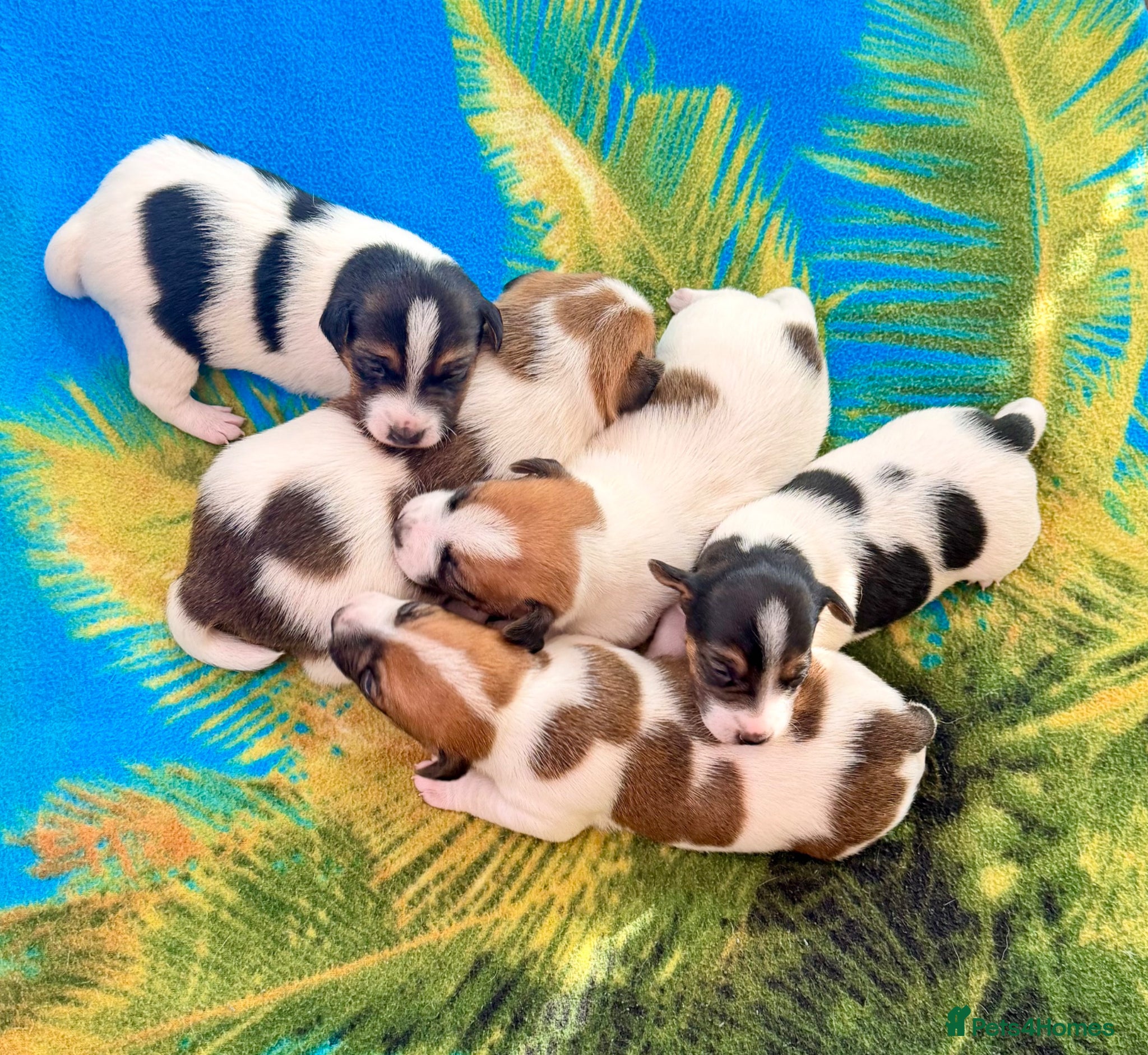 Jack Russell dogs Jack Russel Terrier Puppies 🐶🐾 - Advert 2