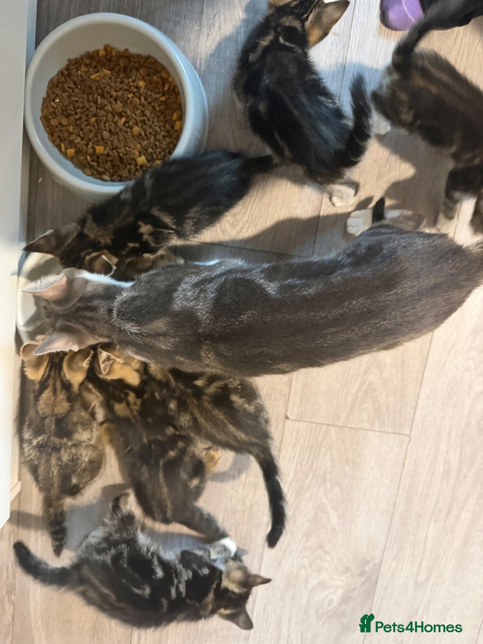 Mixed Breed cats Kittens for sale  - Advert 1