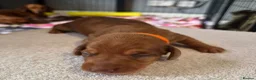 Miniature Dachshund dogs for sale: Miniature Dachshunds (short-haired) - Advert 38