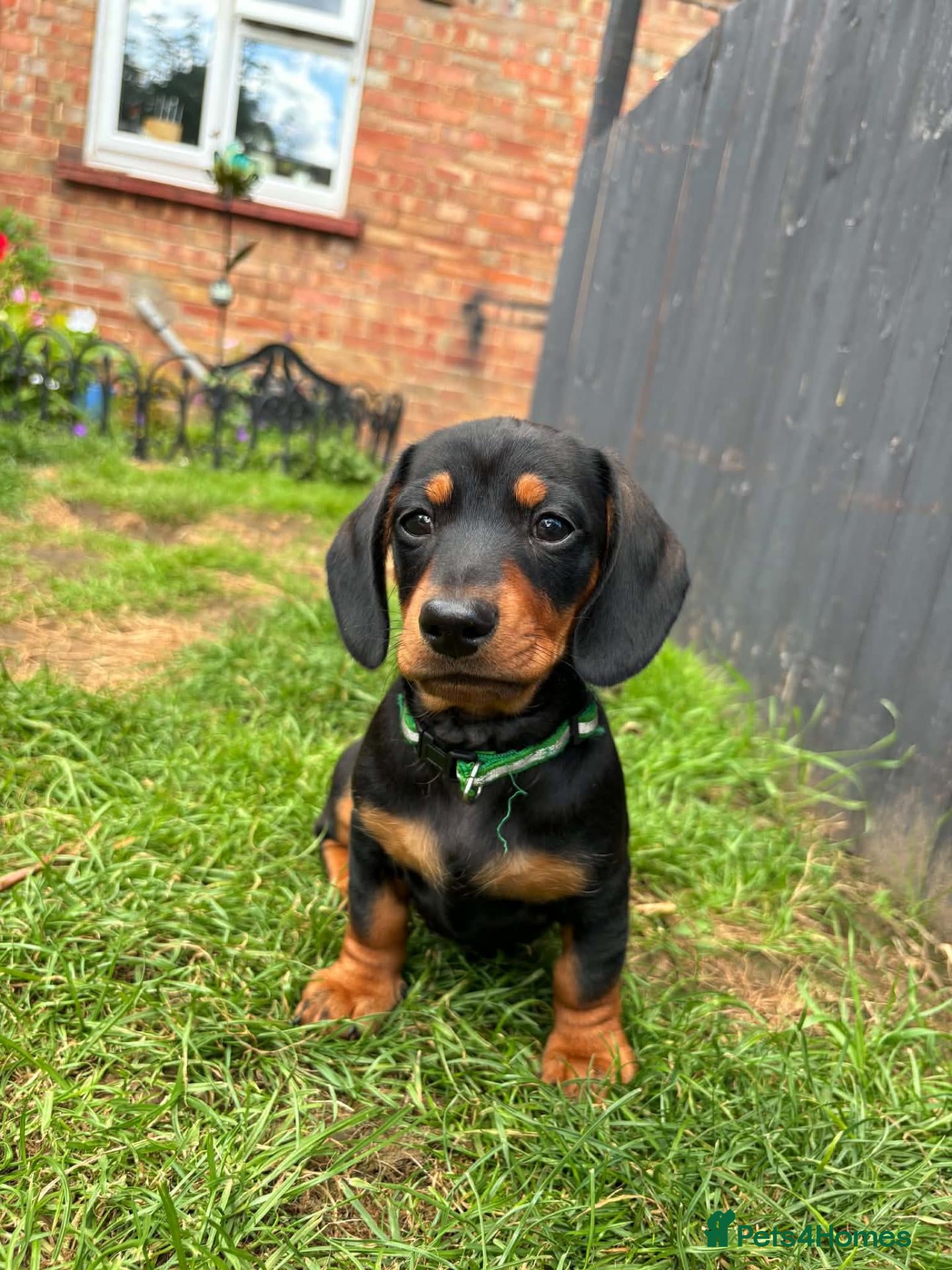 Dachshund dogs Mini dachshund puppies - Advert 3