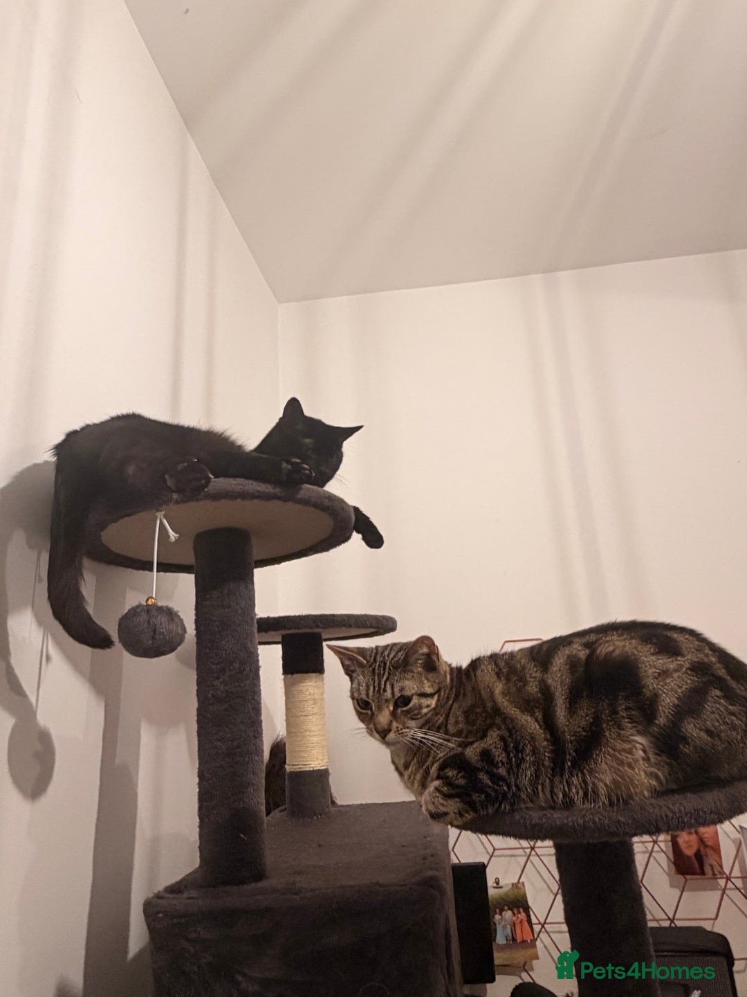 Mixed Breed cats for sale: Must go together! - Advert 1