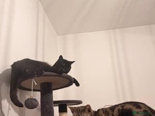 Mixed Breed cats Must go together! - Advert 2