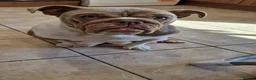 English Bulldog dogs for sale: Here i have a beautiful litter of English Bulldogs - Advert 4