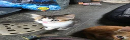 Mixed Breed cats for sale: Beautiful kittens looking for new homes  - Advert 4